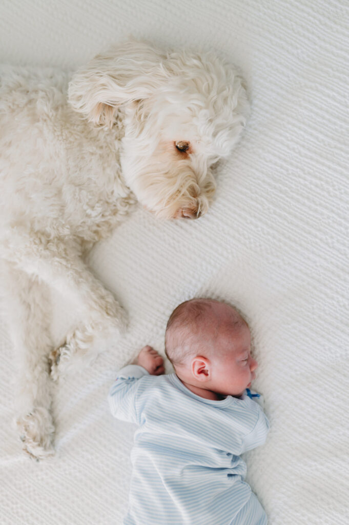 newborn with white fluffy dog